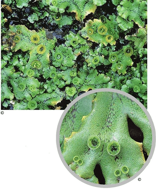Why are bryophytes often used as indicator plants in ecosystems?