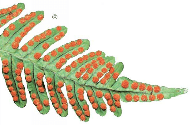 Why are there many "eggs" on the back of fern leaves?