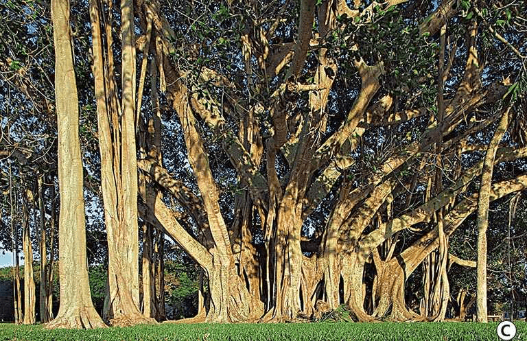 Perché anche il bosco può diventare un bosco