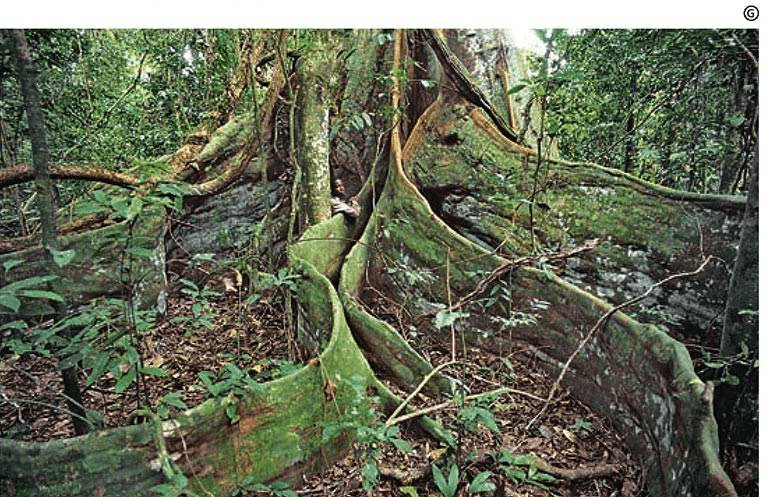 Perché alcuni grandi alberi hanno radici a piastra alla base?