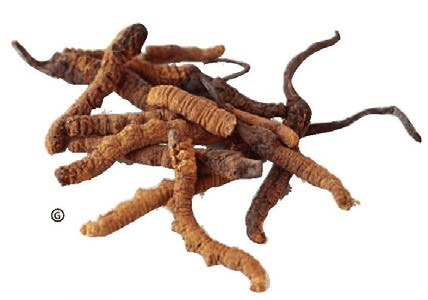 Is Cordyceps sinensis grass or insect?