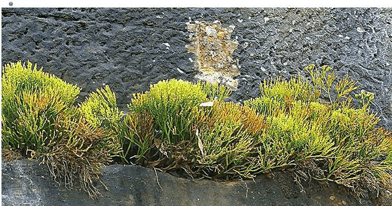 Who was the first plant to "swim ashore"?
