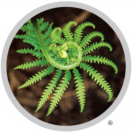 What is the evolutionary tree of plants?