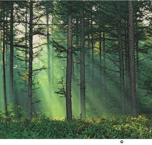 What is the difference between plants and animals?