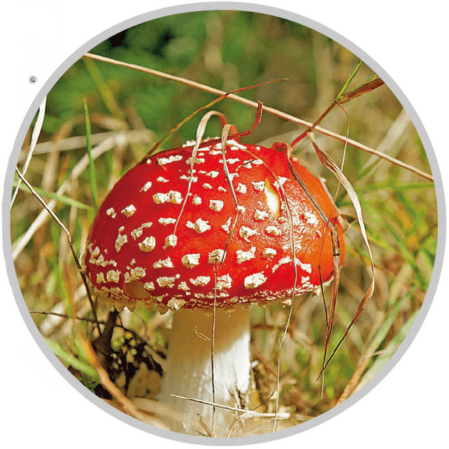 Are the brighter the mushrooms, the more toxic they are?