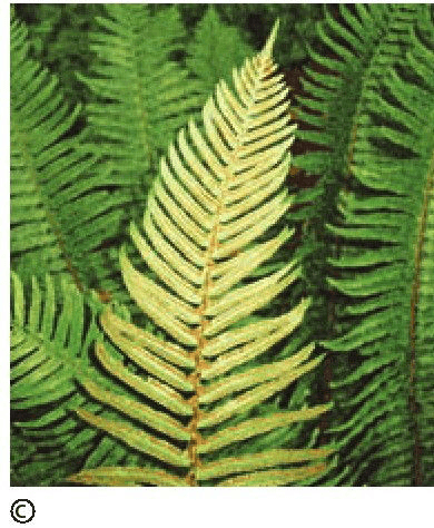 Can modern ferns evolve into seed plants?