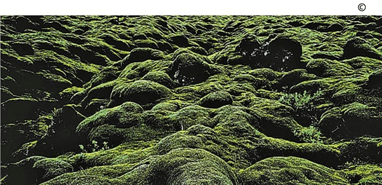 Who are the ancestors of bryophytes?