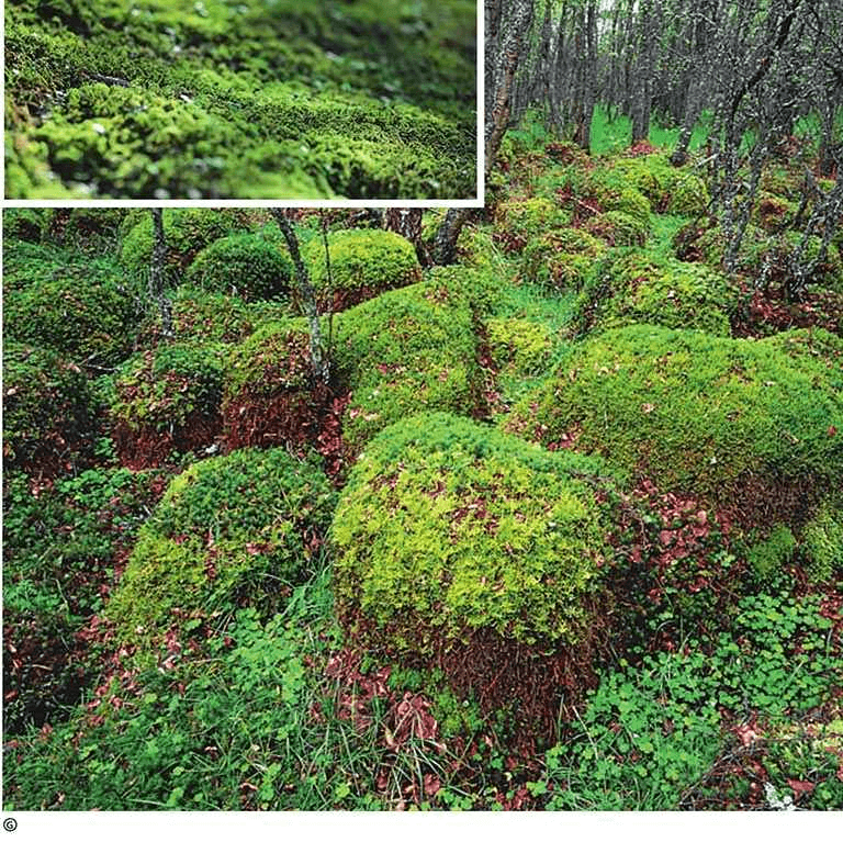 Why don't bryophytes grow tall?
