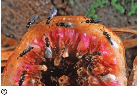 Why does its unattractive hidden flowers attract fig wasps?