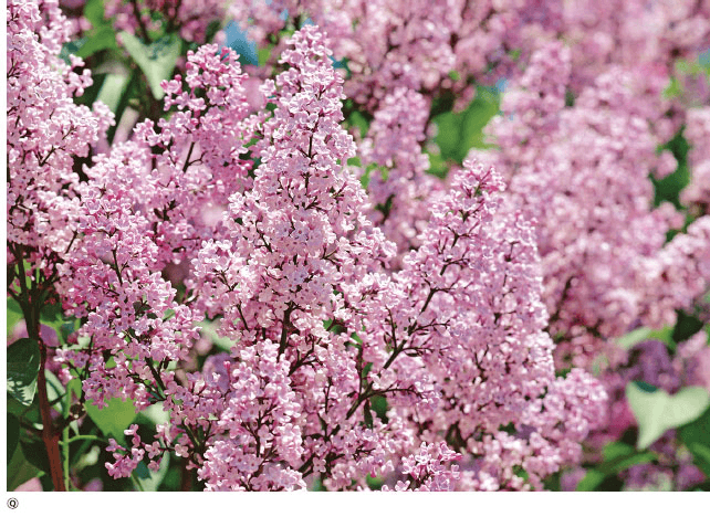 Why do plants need scientific names?