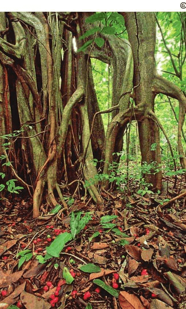 How do dioecious cryptogammes reproduce?