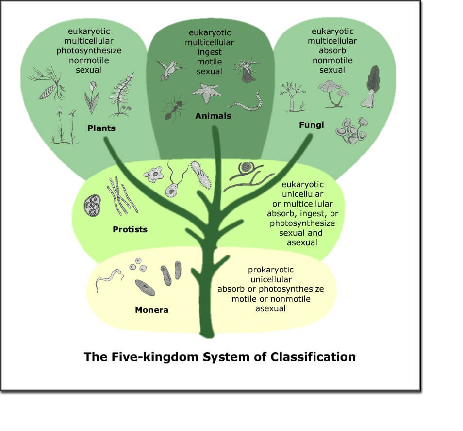 Why does the classification system of organisms change?