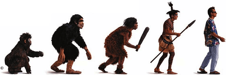 How humans evolved