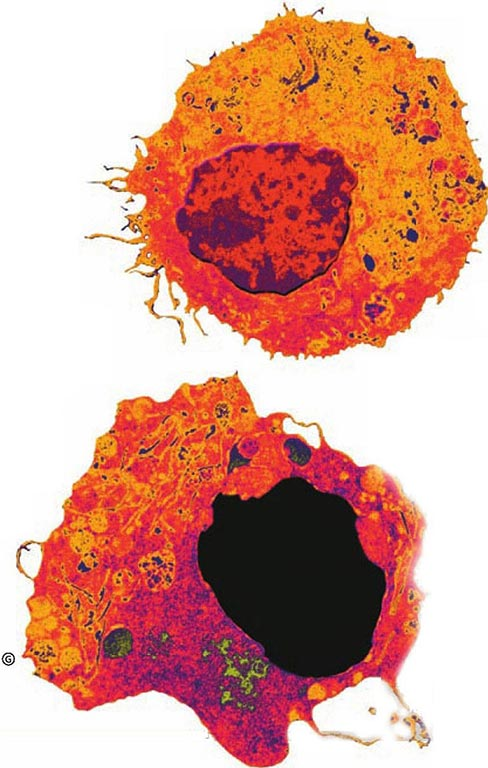How do cells differentiate?