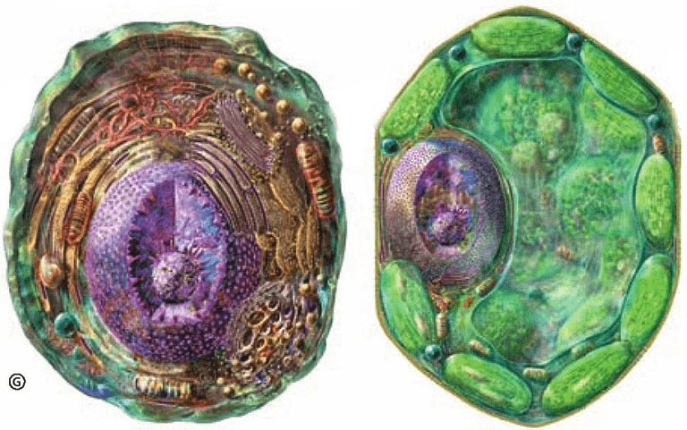What do cells look like?