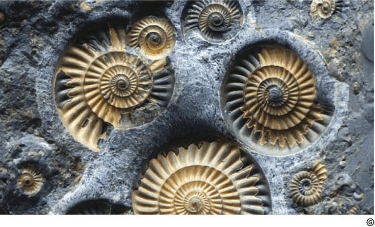 How is the evolutionary direction of organisms determined