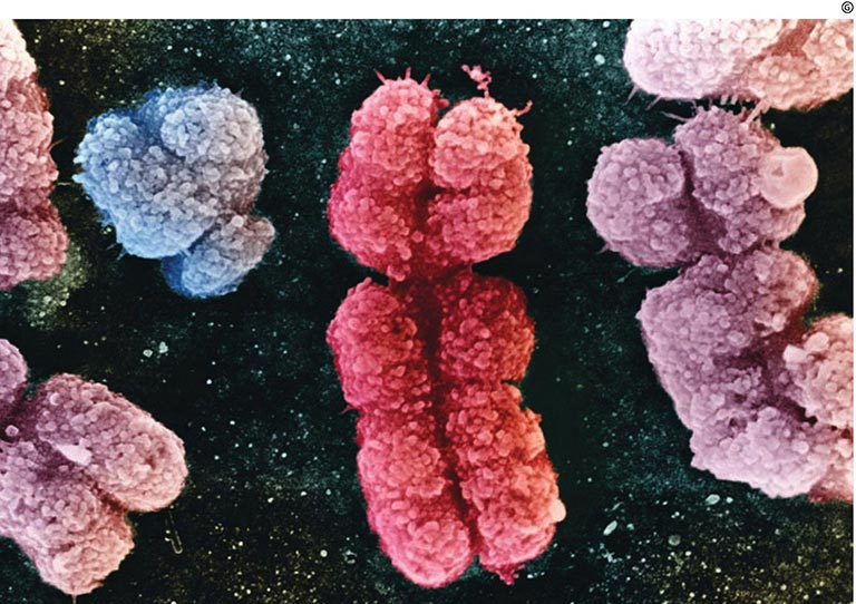Why do all the somatic cells of the same organism have the same genome?