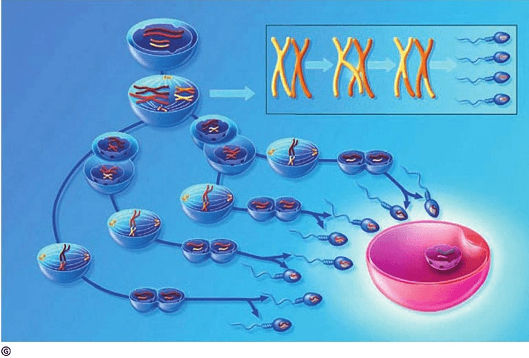 Why is there only one genome in sperm and egg?