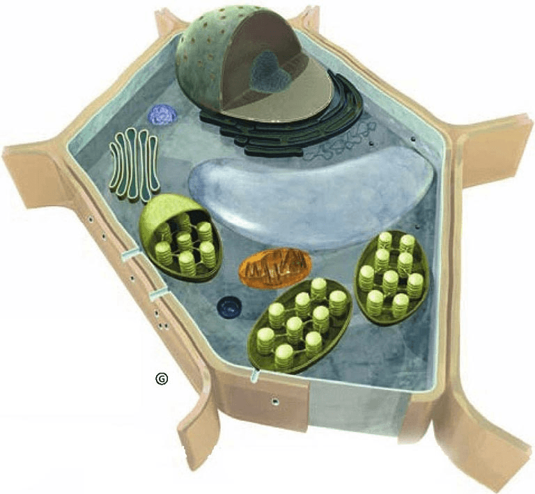 Why natural selection created single-celled animals and single-celled plants