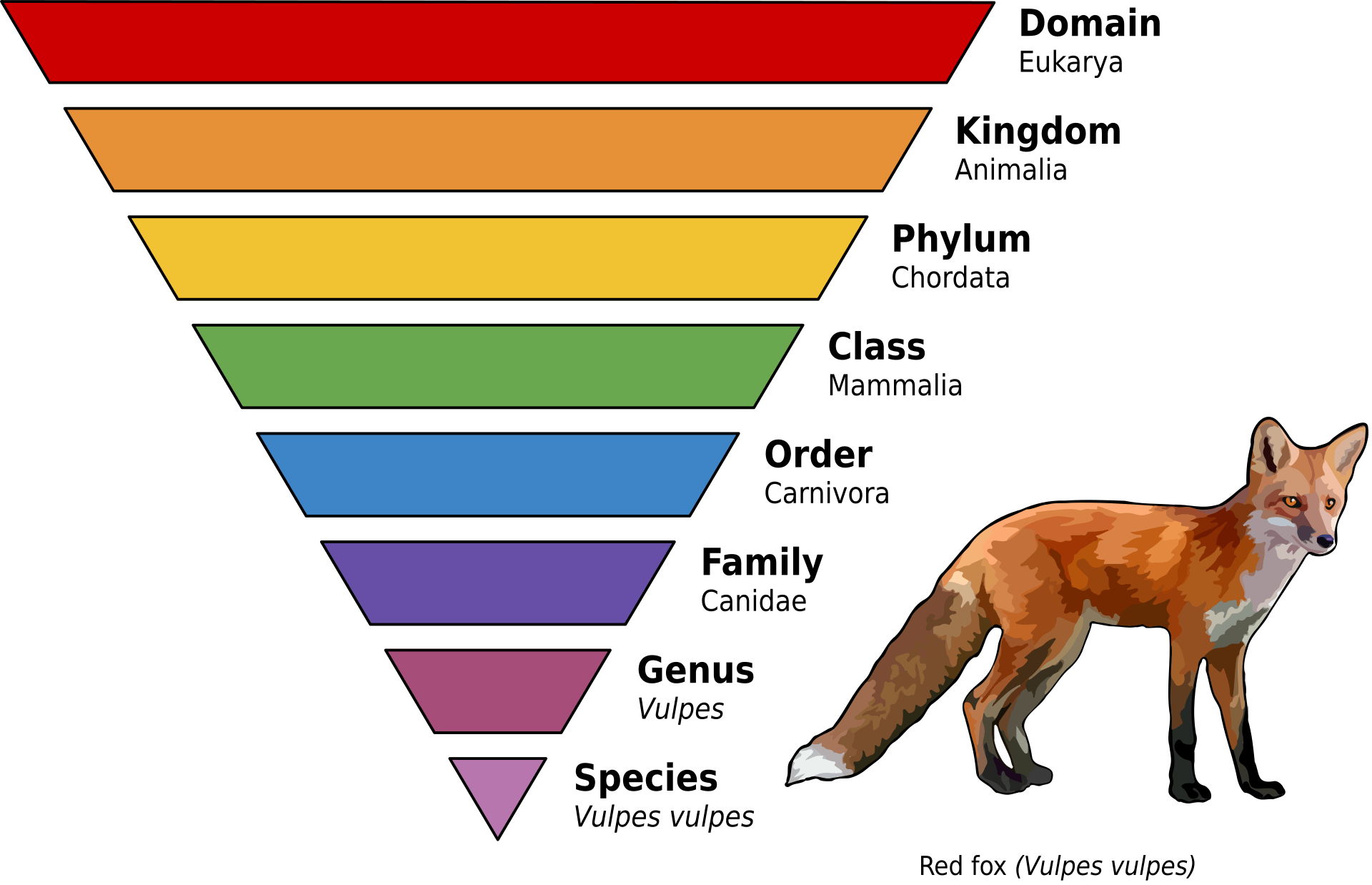 What is a biological classification system