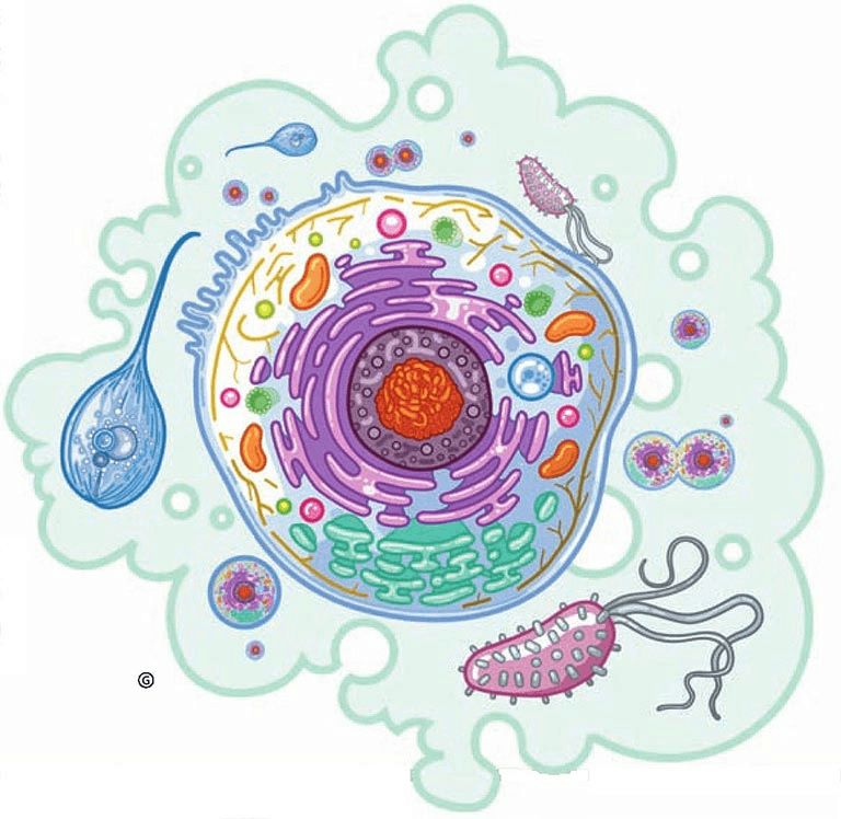 How did eukaryotic cells emerge