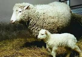 Is "Dolly" exactly the same as the white-faced ewes?