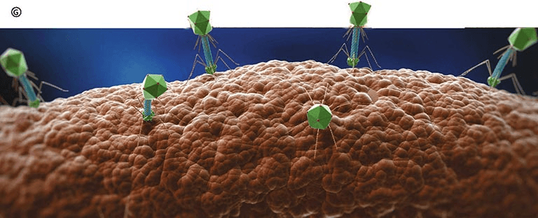 Why is the virus both lifeless and alive?