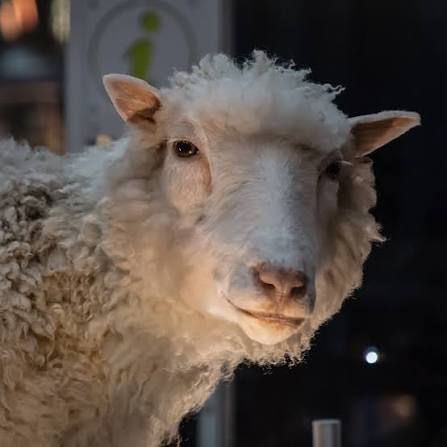 Why did "Dolly" sensation the world?