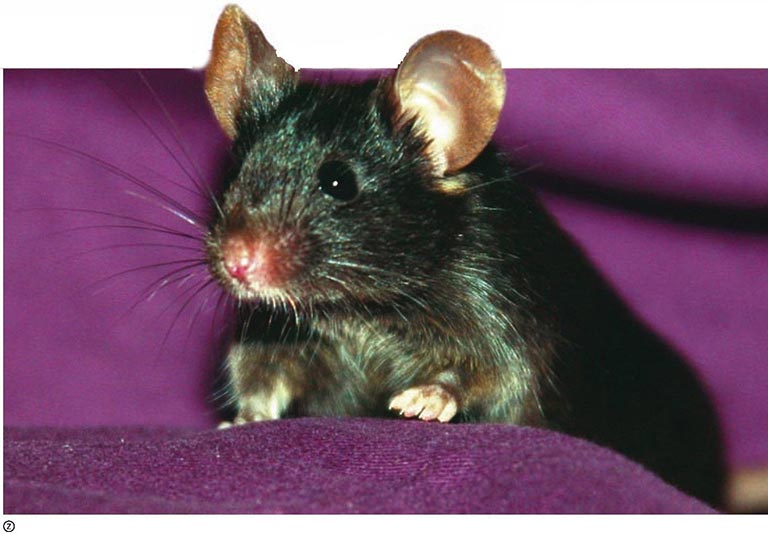 How did China scientists obtain asexual mice?
