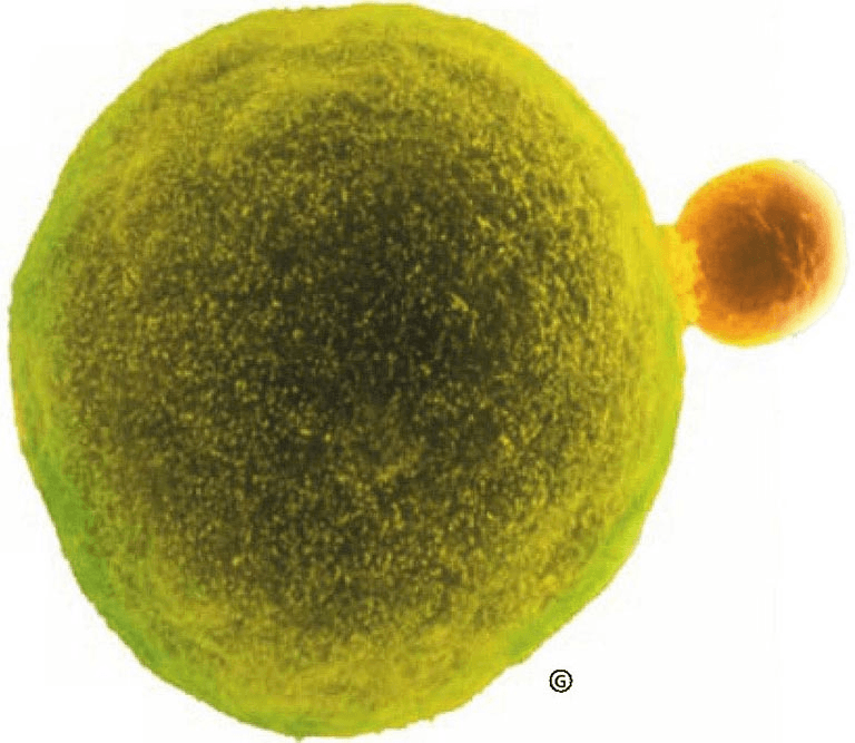 How are sperm and eggs formed?