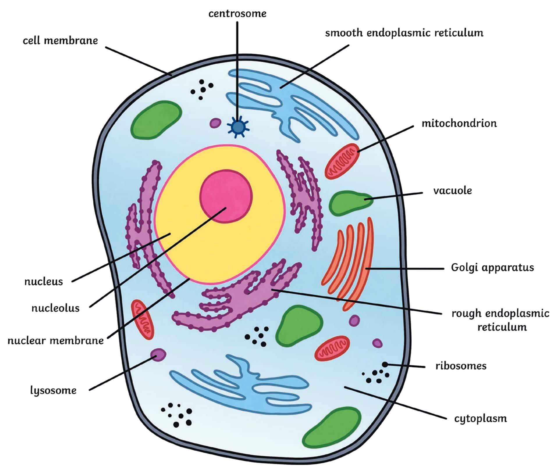 Why is the cell an "independent kingdom"?