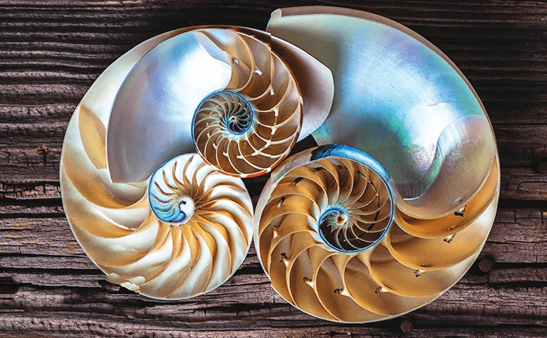 How amazing the Fibonacci sequence is!?
