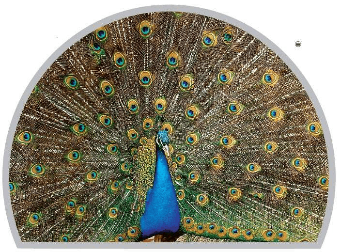 Perché le piume dei pavoni sono così colorate?