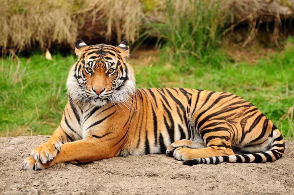 Perché trattare bene gli animali?