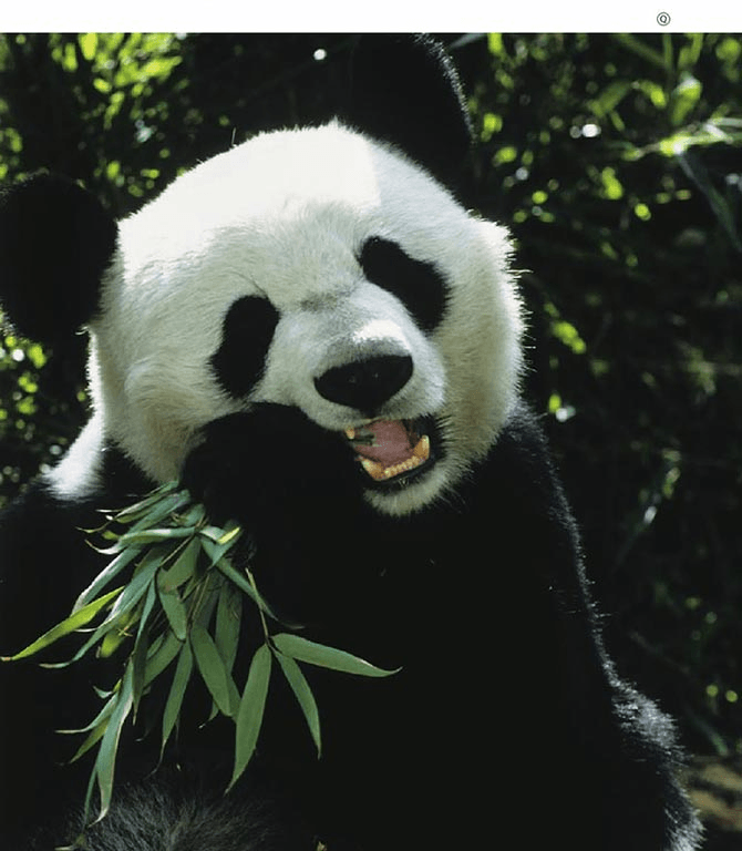 Perché i panda giganti che mangiano bambù sono carnivori?