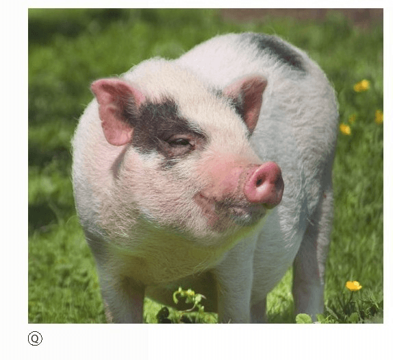 Perché gli animali carnivori non ingrassano, mentre i maiali ingrassano così