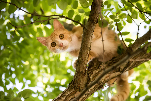 Perché si dice che i gatti hanno nove vite?