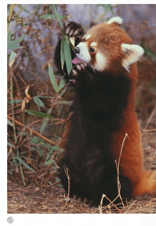 Il piccolo panda è il bambino di un panda gigante.?