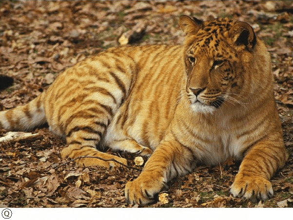 Che animale è il leone?