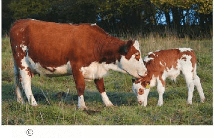 Come crescono i muscoli degli animali che non mangiano carne?