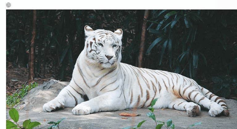 Perché nasce una tigre bianca?