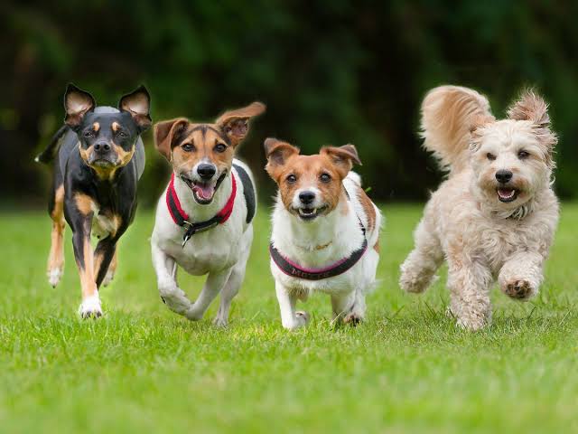 Perché i cani sono così vicini alle persone?