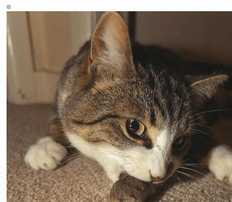 Perché il gatto non può stare con il topo?