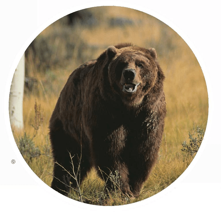 E 'utile che l'orso muoia?