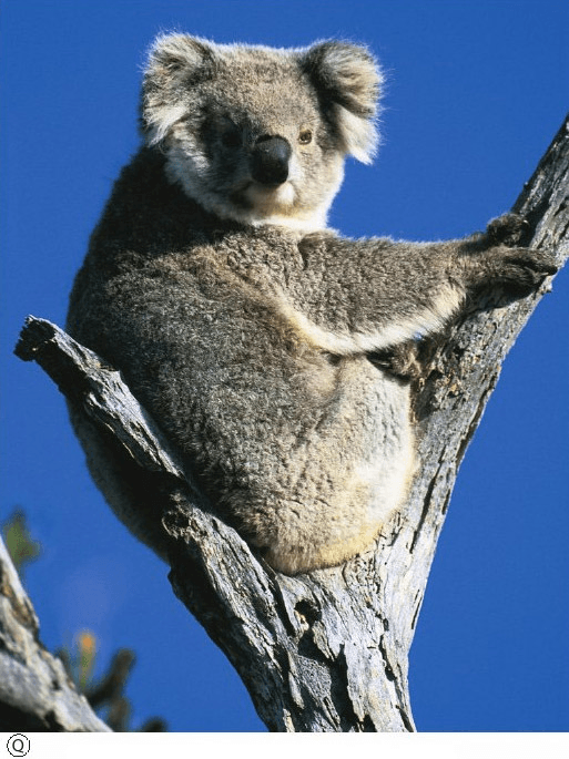 Perché gli animali australiani sono così strani?