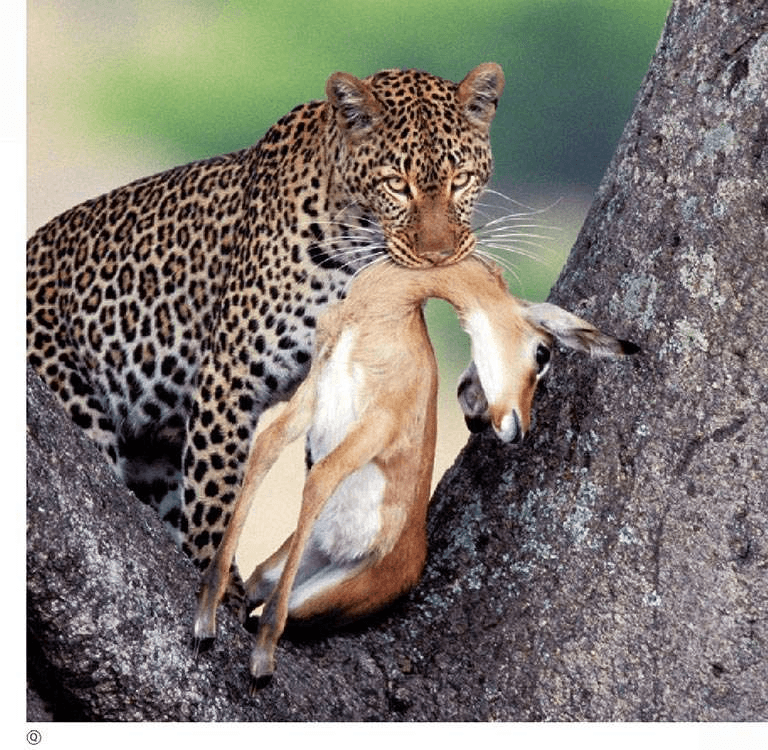 Perché il leopardo dorato trascina la sua preda sugli alberi?
